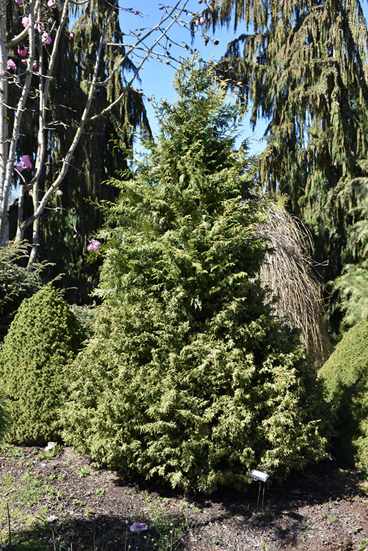 Chamaecyparis obtusa 'Mariesii'