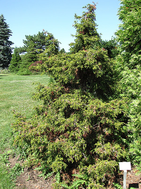Chamaecyparis obtusa 'Torulosa'