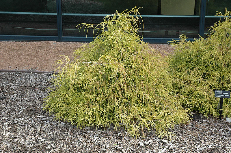 Chamaecyparis pisifera 'Sungold' - Image 2