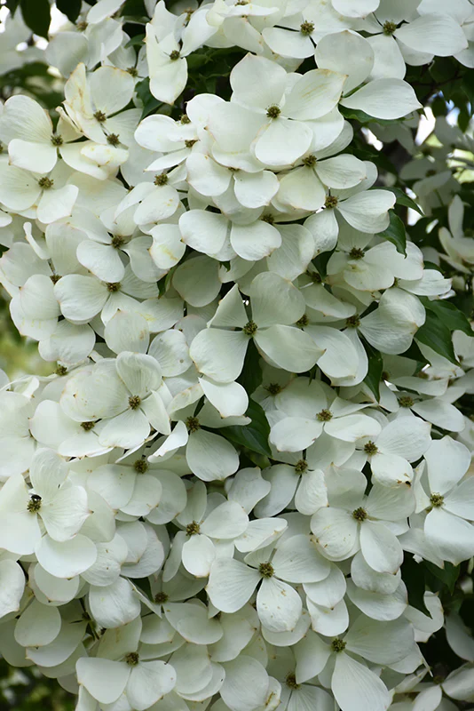 Cornus 'Constellation' (Constellation Flowering Dogwood)