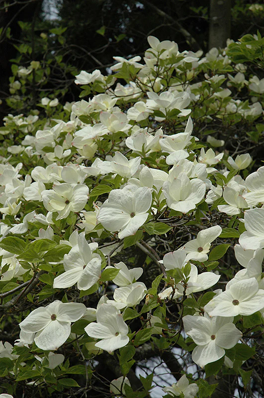 Cornus 'Eddie's White Wonder' (Eddie's White Wonder Flowering Dogwood)