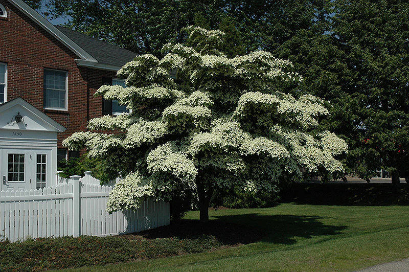 Cornus kousa (Chinese Dogwood)