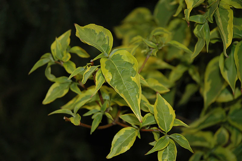 Cornus kousa 'Summer Gold'