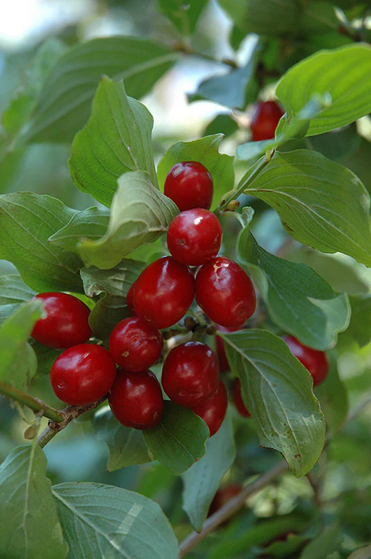 Cornus mas - Image 2