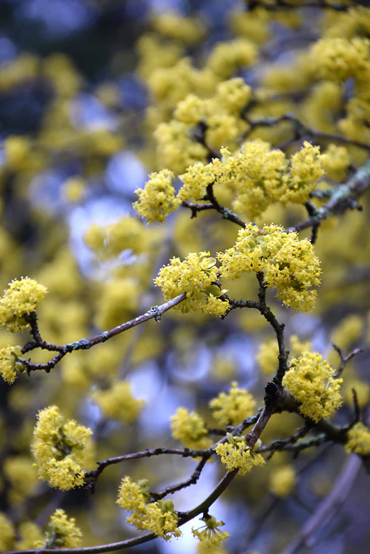 Cornus mas - Image 3