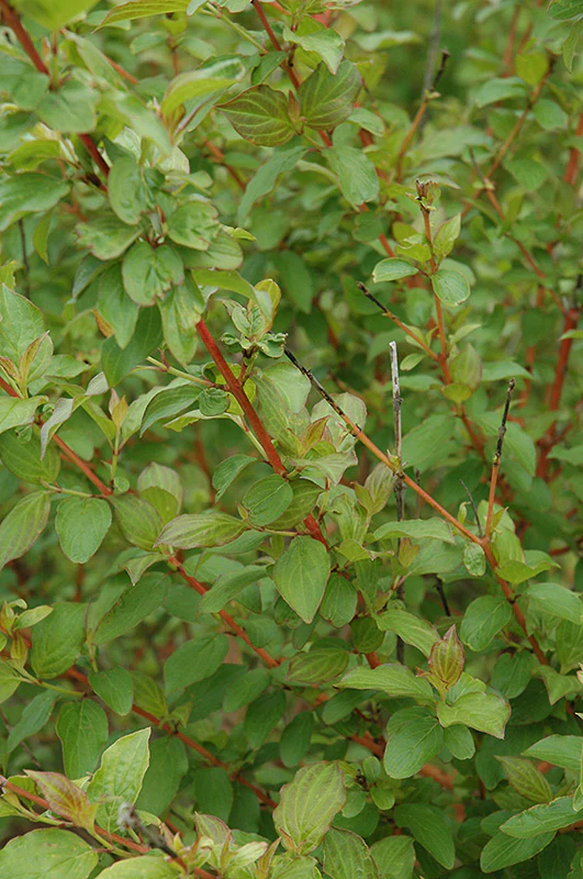 Cornus sanguinea 'Midwinter Fire' - Image 2