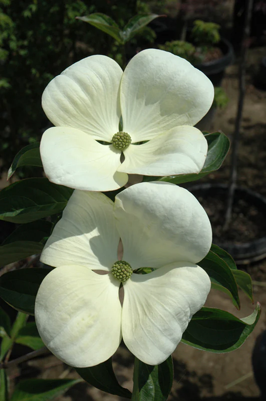 Cornus kousa x nuttallii 'Venus' (Venus Flowering Dogwood)