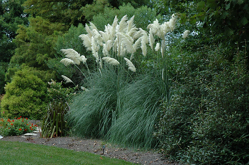 Cortaderia selloana (Pampas Grass)