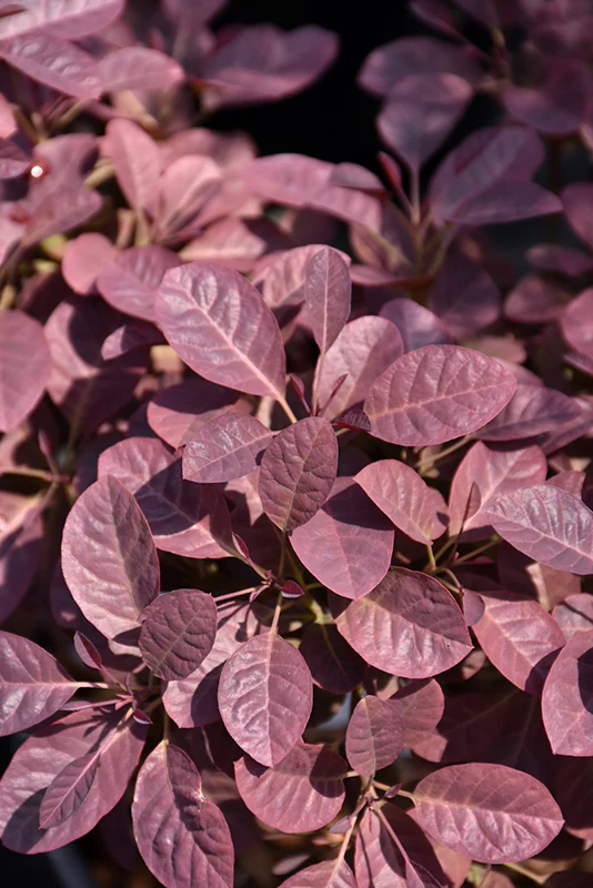 Cotinus coggygria 'Cotsidh5' 'Velveteeny'