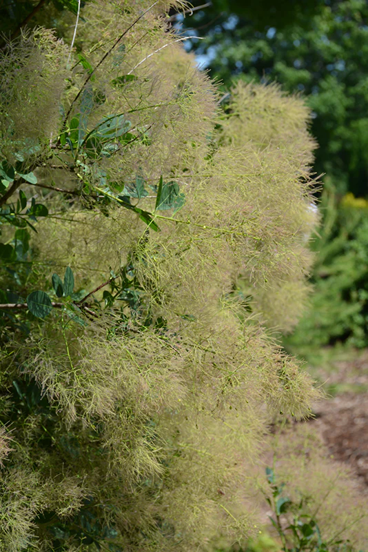 Cotinus coggygria 'Young Lady' (Young Lady Smokebush)