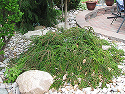 Cotoneaster horizontalis (Ground Cotoneaster)