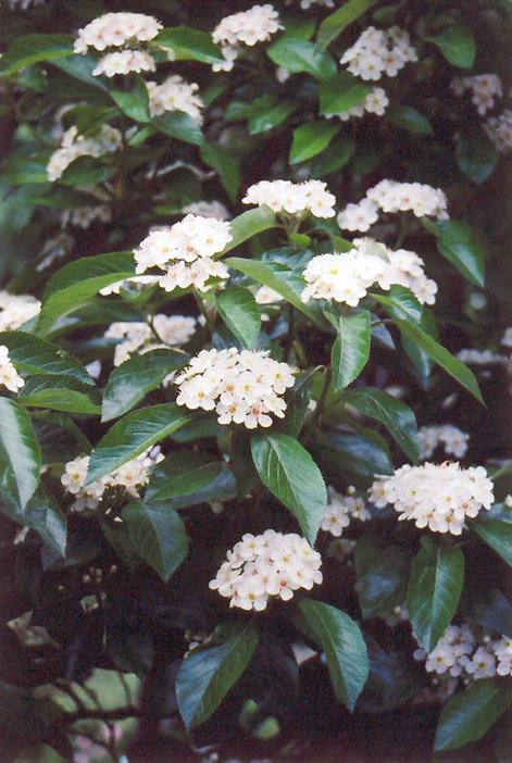 Crataegus Lavallei (Hawthorn)