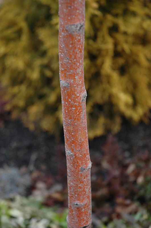 Crataegus mordenensis 'Toba' (Hawthorn) - Image 3
