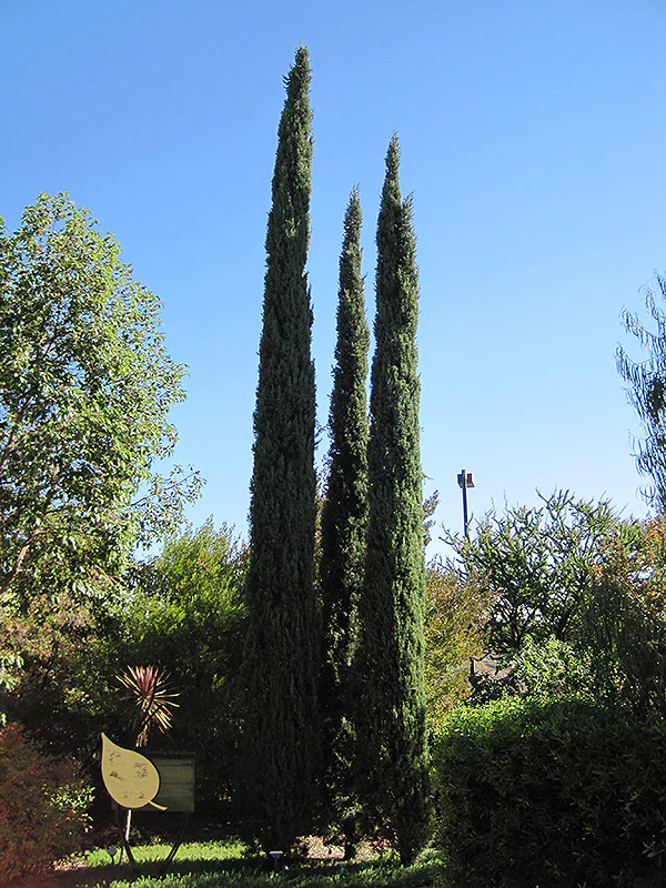 Cupressus sempervirens (Italian Cypress)