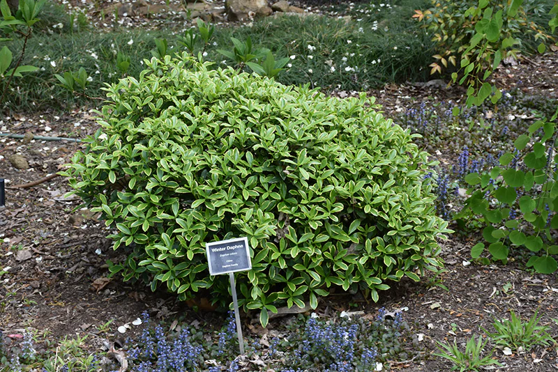 Daphne odora (Winter Daphne)