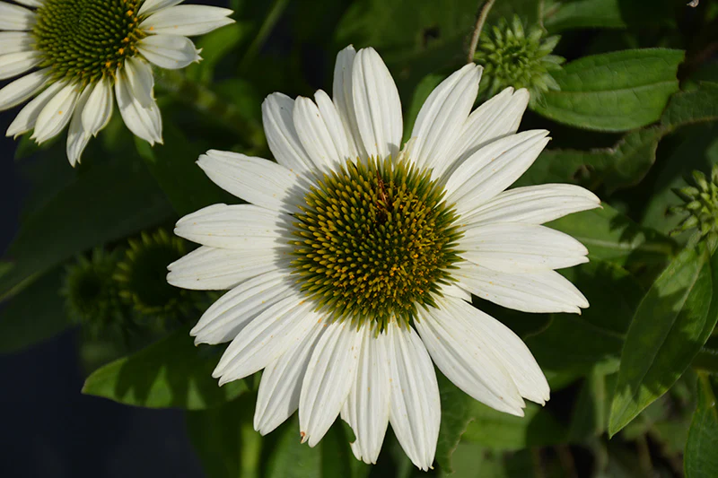 Echinacea 'TNECHKW' (Kismet White Coneflower)