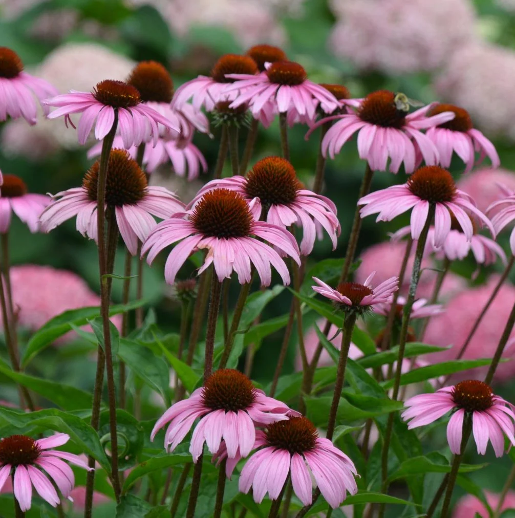 Echinacea purpurea 'Baby Swan Pink'