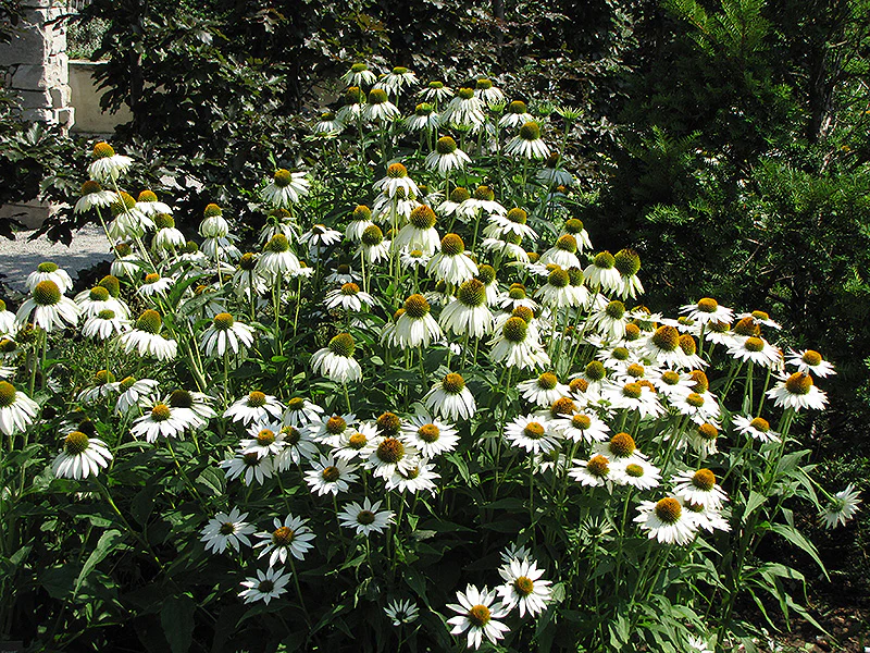 Echinacea purpurea 'White Swan' - Image 2