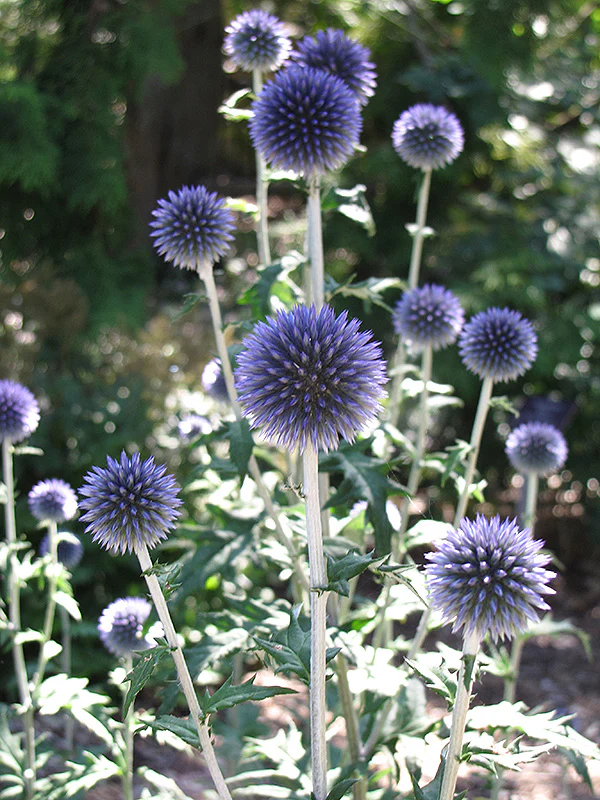 Echinops ritro 'Veitch's Blue'
