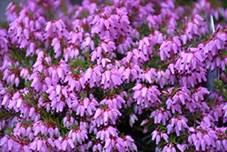 Erica carnea 'Rosalie' (Rosalie Heath)
