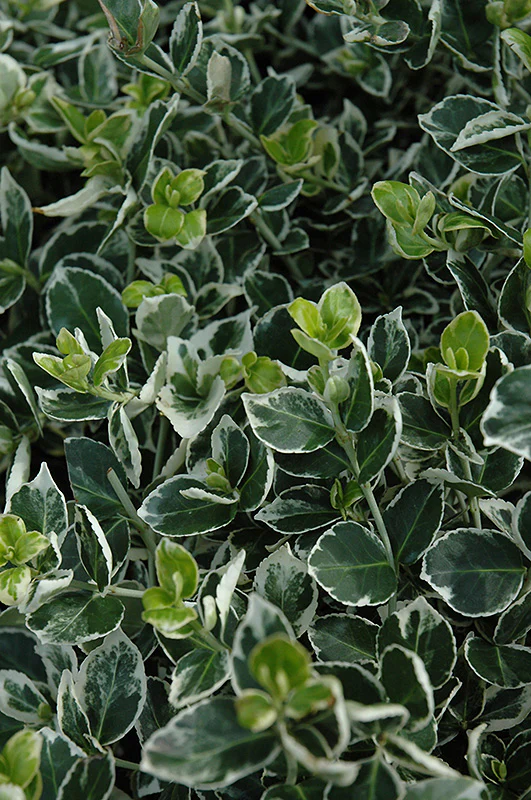 Euonymus fortunei 'Ivory Jade' (Ivory Jade Wintercreeper)