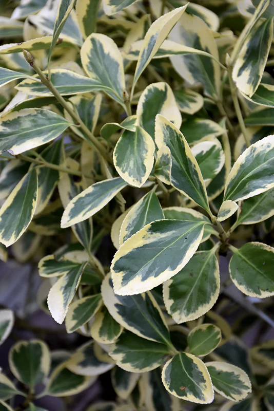 Euonymus japonicus 'Silver Queen' (Silver Queen Euonymus)