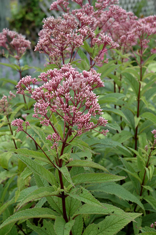Eupatorium dubium 'Baby Joe' (Baby Joe Dwarf Joe Pye Weed)