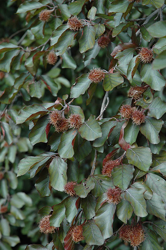 Fagus sylvatica 'Atropurpurea' (Copper Beech)