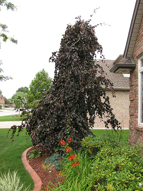 Fagus sylvatica 'Purple Fountain' (Purple Fountain Beech)