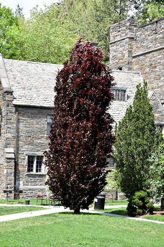 Fagus sylvatica 'Red Obelisk' (Beech)