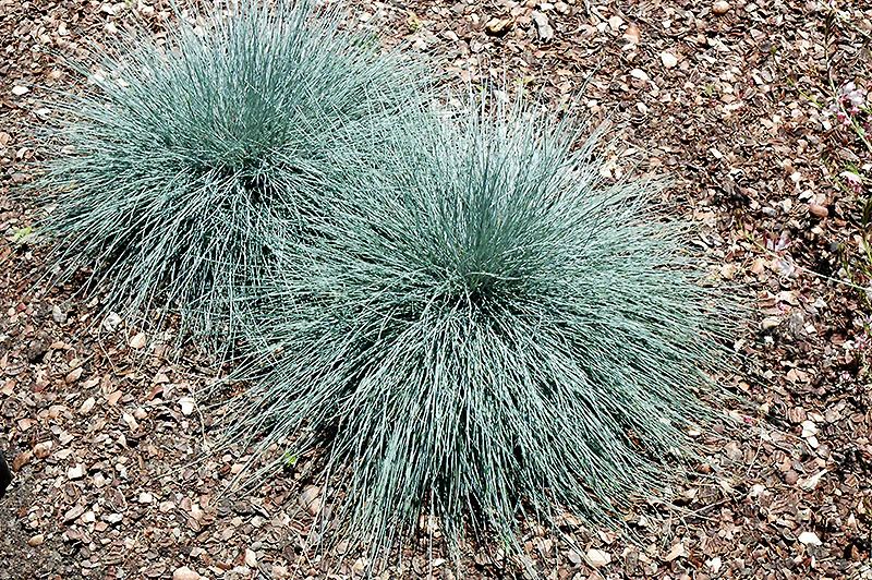 Festuca glauca 'Casca11' (Beyond Blue Blue Fescue)