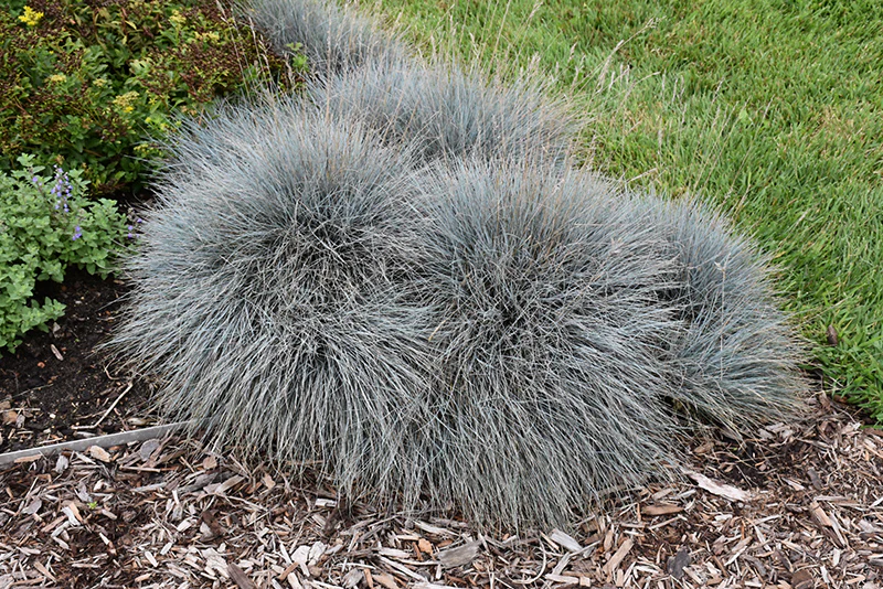 Festuca glauca 'Elijah Blue' (Elijah Blue Fescue)