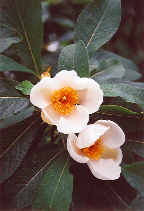 Franklinia alatamaha