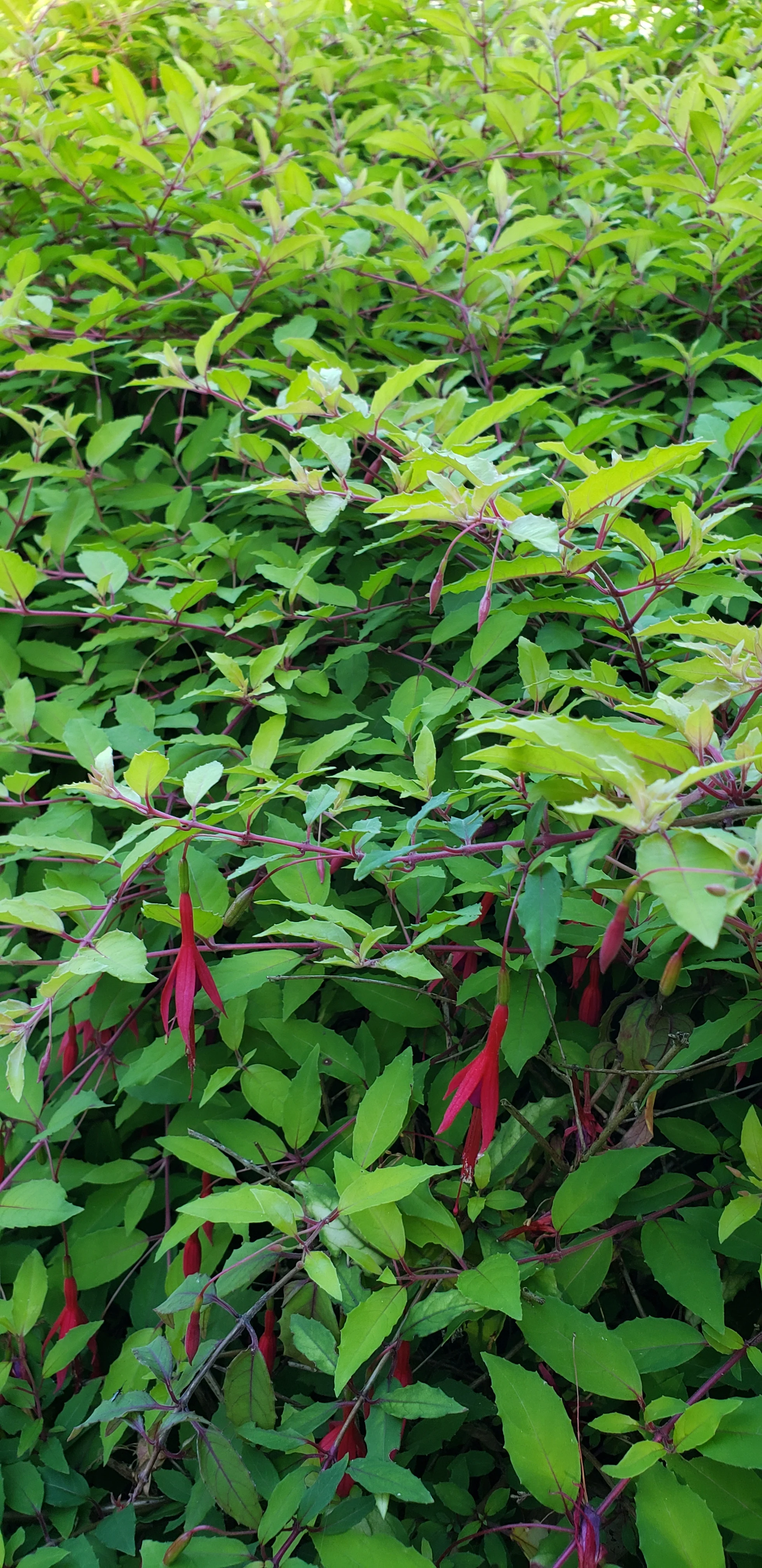 Fuchsia magellanica 'Aurea'