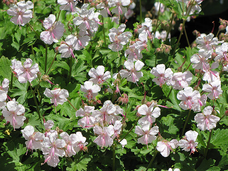 Geranium x cantabrigiense 'Biokovo' (Cranesbill)