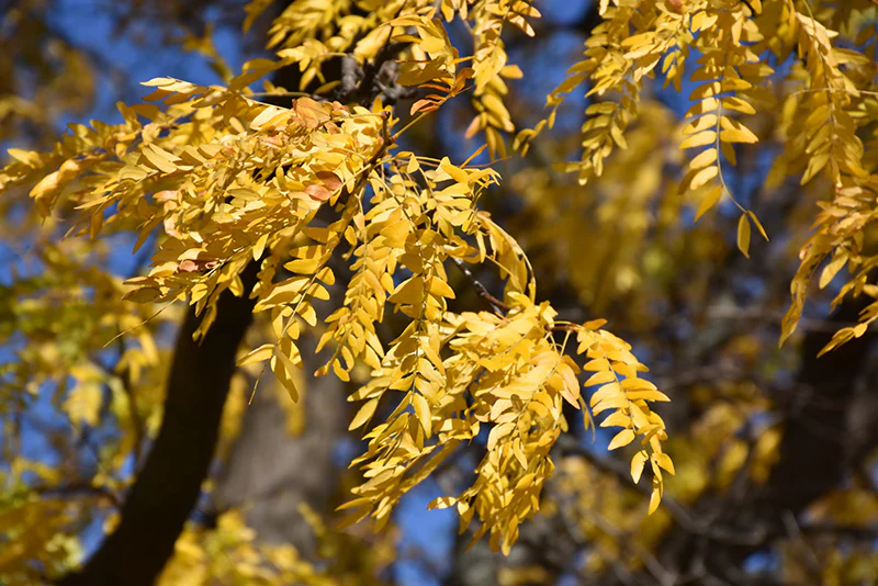 Gleditsia 'Shademaster' - Image 2