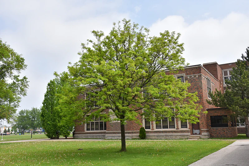 Gleditsia 'Shademaster' - Image 3