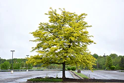 Gleditsia triacanthos 'Suncole' (Sunburst Honeylocust)