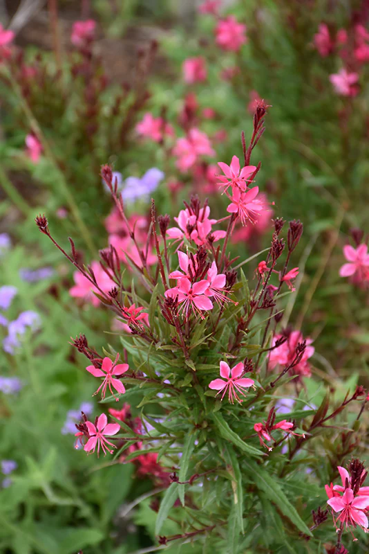 Gaura lindheimeri 'Belleza Dark Pink'
