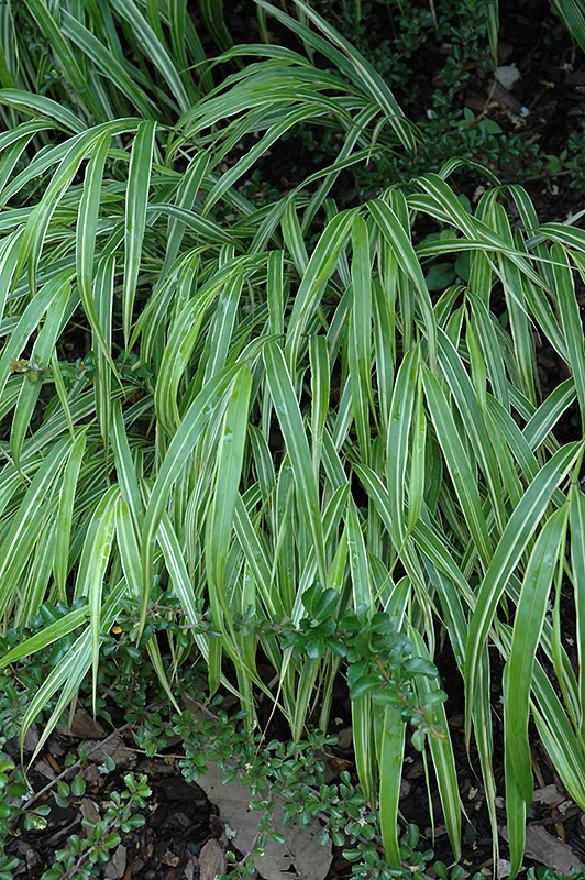 Hakonechloa macra 'Albo Striata' (White Striped Hakone Grass) - Image 2