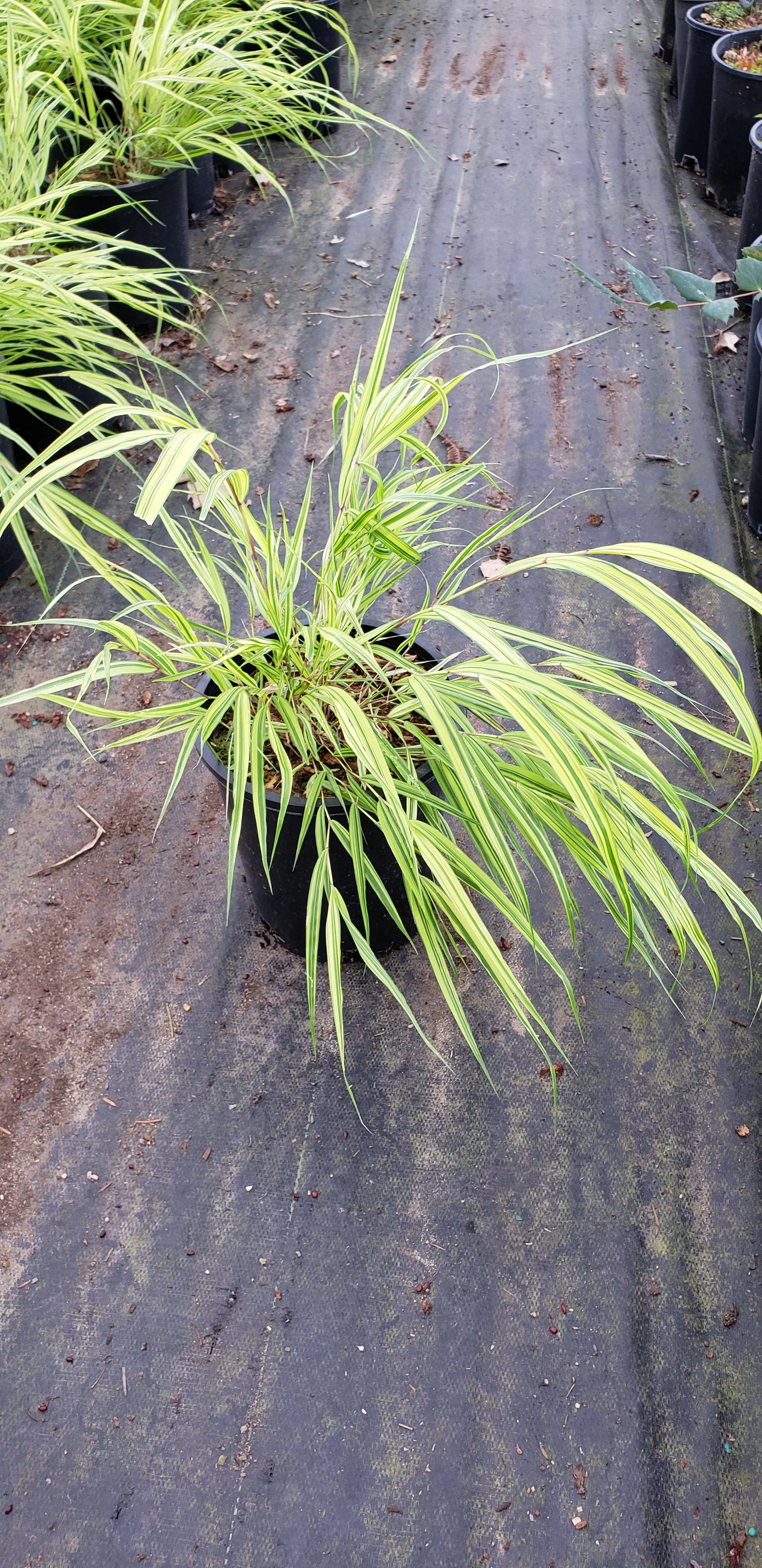 Hakonechloa macra 'Aureola' (Golden Variegated Hakone Grass) - Image 3