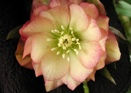 Helleborus 'Amber Gem'