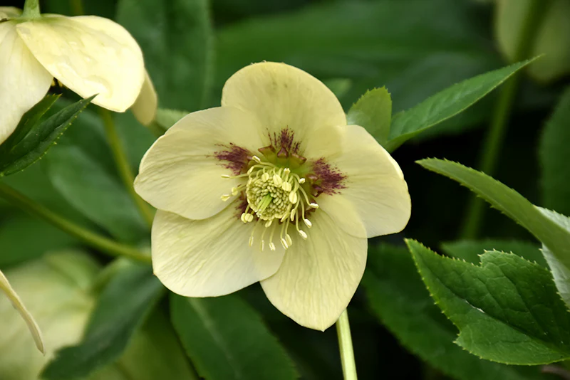 Helleborus 'Golden Sunrise'