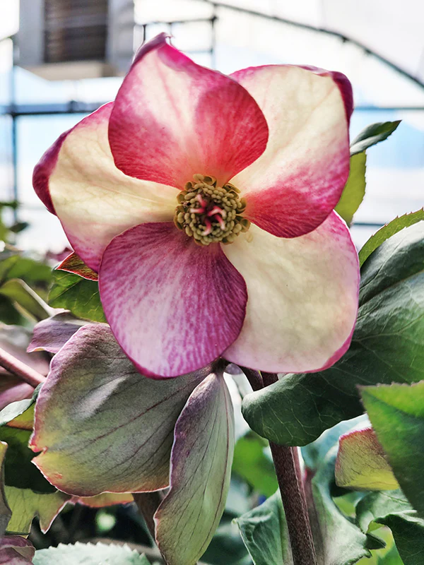 Helleborus 'Ice N' Roses Rosado'