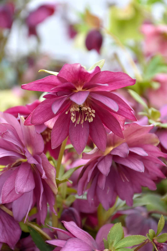 Helleborus Winter Jewels 'Red Sapphire'