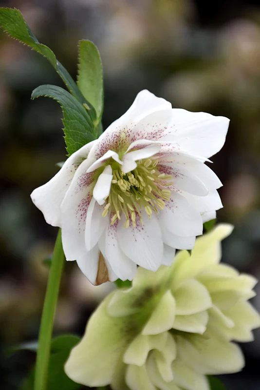 Helleborus 'Sparkling Diamond'