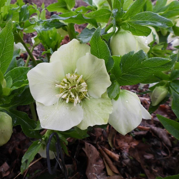 Helleborus 'White Lady'