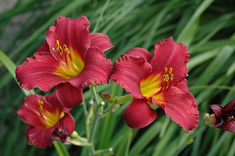 Hemerocallis 'Ruby Stella'