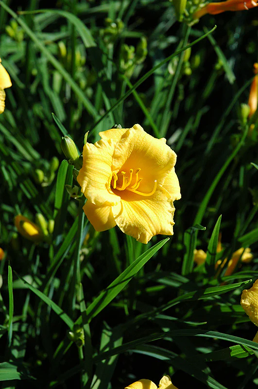 Hemerocallis 'Stella D'oro' (Daylily)