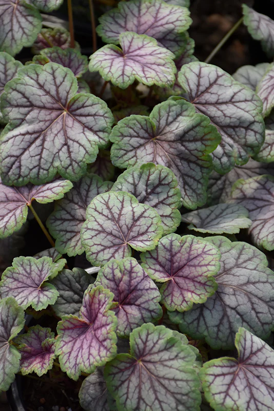 Heuchera 'Green Spice'
